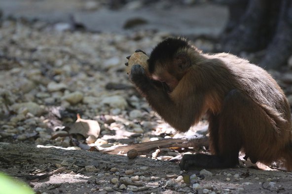 A capuchin monkey uses a rock as a tool.