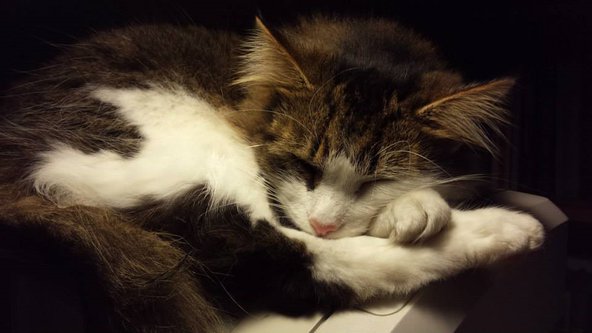 A cat curls up to sleep
