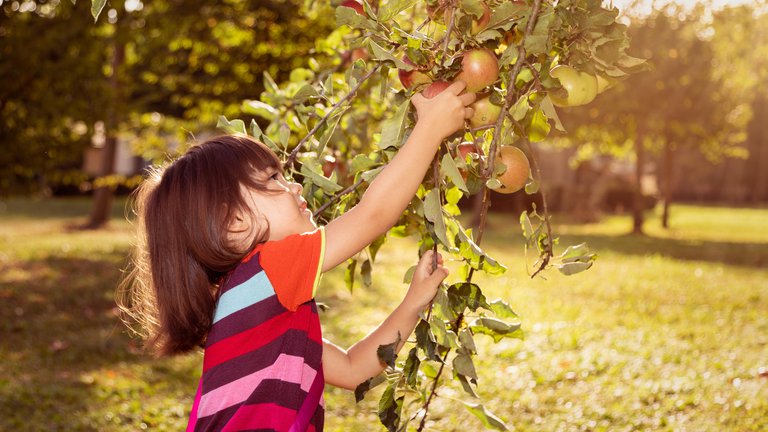 Young girl picking apples in the sunlight.