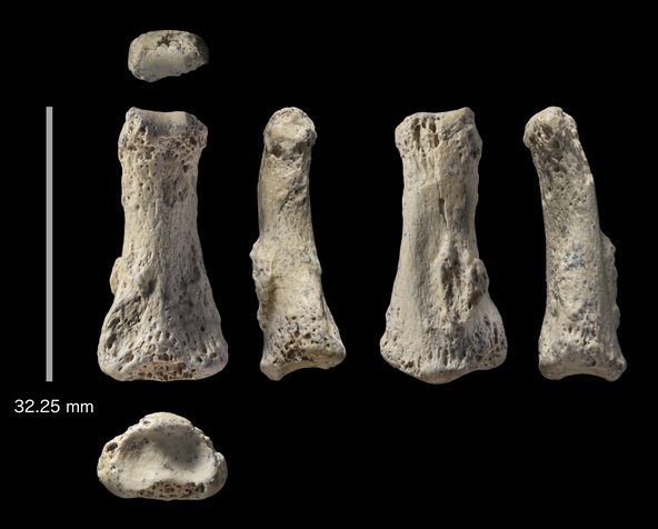 Fossil Homo sapiens finger bone of from the Al Wusta site, Saudi Arabia. Credit: Ian Cartwright. 
