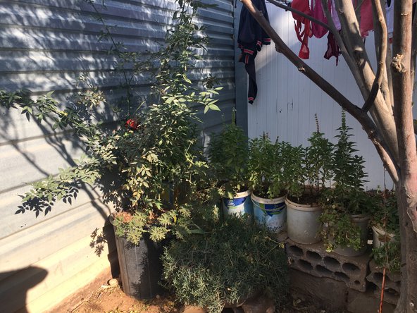 Garden-Zaatari-refugee-camp-Yasmine-Shamma