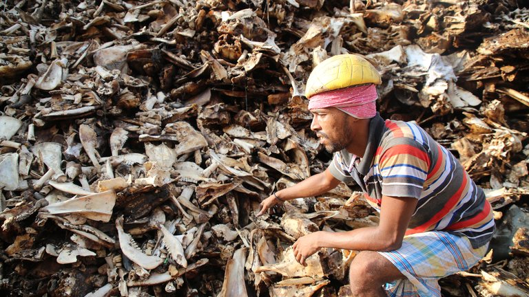 A Bangladeshi tannery worker collects cattle bone at Hazaribagh tannery area in Dhaka, Bangladesh