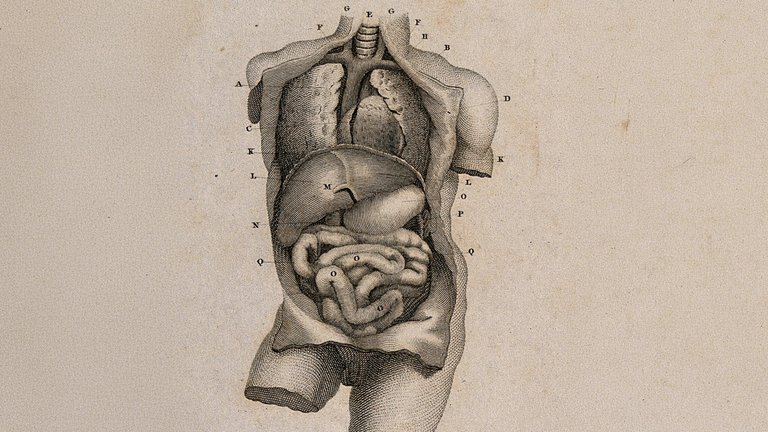 A historical anatomical diagram depicting the digestive system
