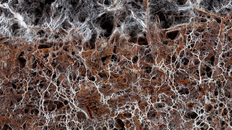 Structure of the mycelium of a white champignon in soil