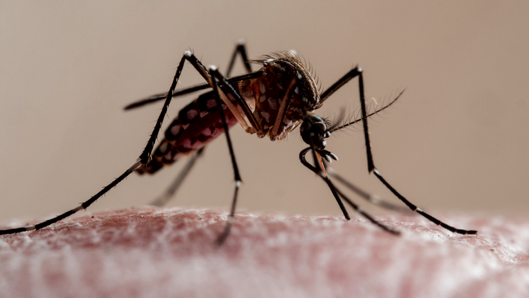 Close up photograph of a mosquito on netting