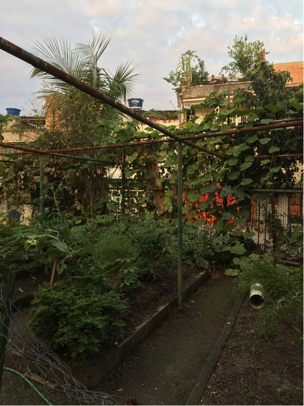View from inside the community garden