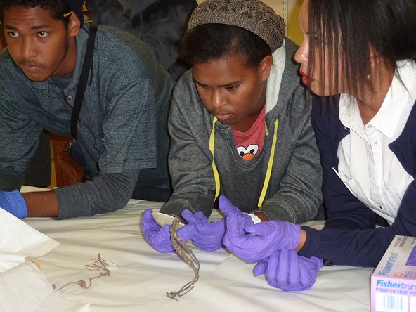 Students Stephen Yamashita and Tanisha Pabai with teacher Deborah Belyea looking at a dibidibi shell pendant collected by Alfred Haddon in 1898. Credit: University of Cambridge Museum of Archaeology and Anthropology