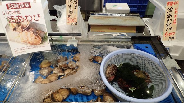 Abalone caught in Fukushima waters during trial fishing operations for sale in Ookawa Fish Shop, Iwaki, Fukushima Prefecture