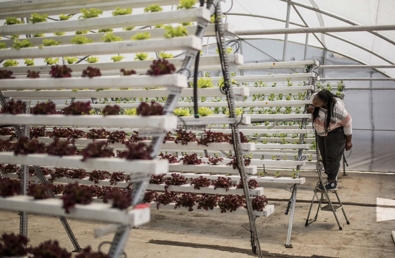 A woman inspecting crops in a large greenhouse