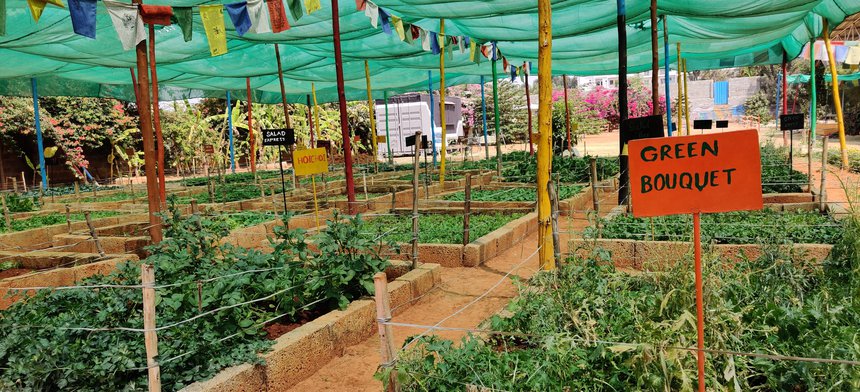 Urban-farming-Bangalore-Prathigna-Poonacha.jpg
