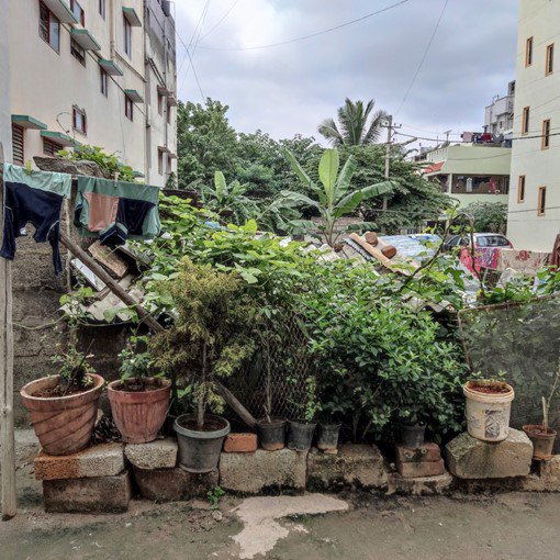 Urban gardening in Hebbal Bangalore - Photo by Chandni Singh.jpg