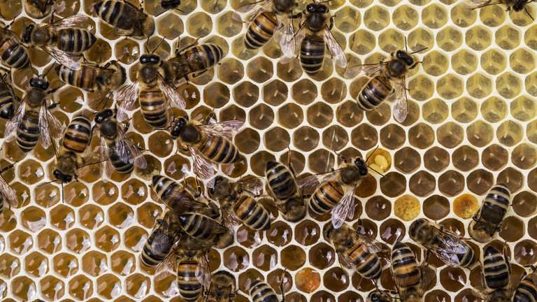 Close up of bees and honeycomb inside wooden beehive.