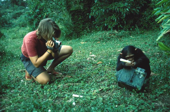 The photograph of Sarah Marshall-Pescini photographing chimpanzee surrounded by greenery.
