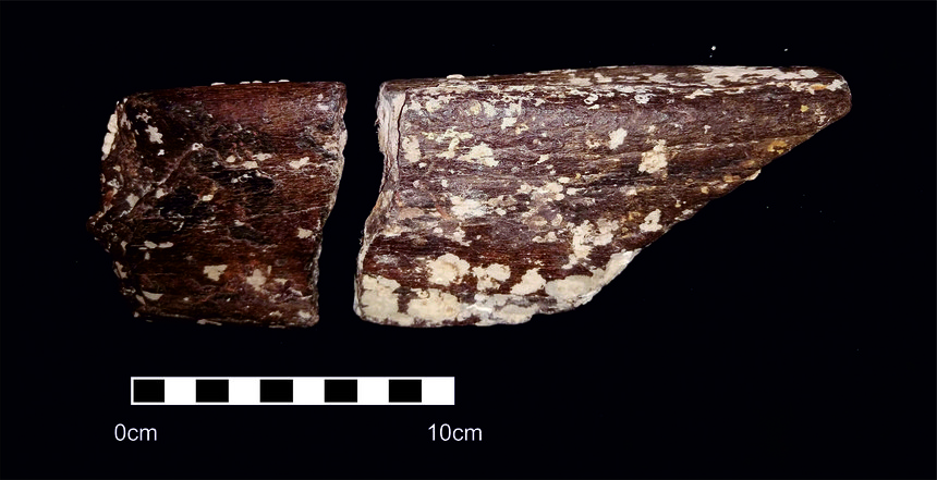 Fragments of mammoth forelimb