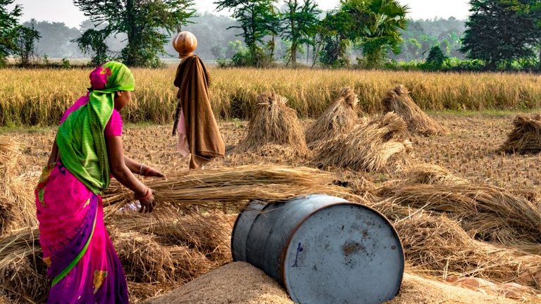 Woman farmer wearing saree, and working in fields in the harvest season and is winnowing wheat grains from the chaff in traditional way.