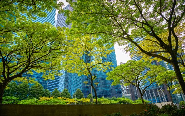 Green trees growing in front of modern high-rise buildings