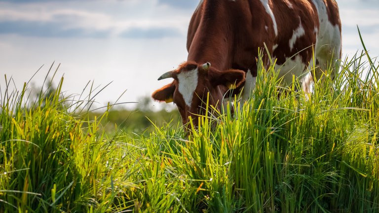 A close up of a dairy cow grazing in the sunshine