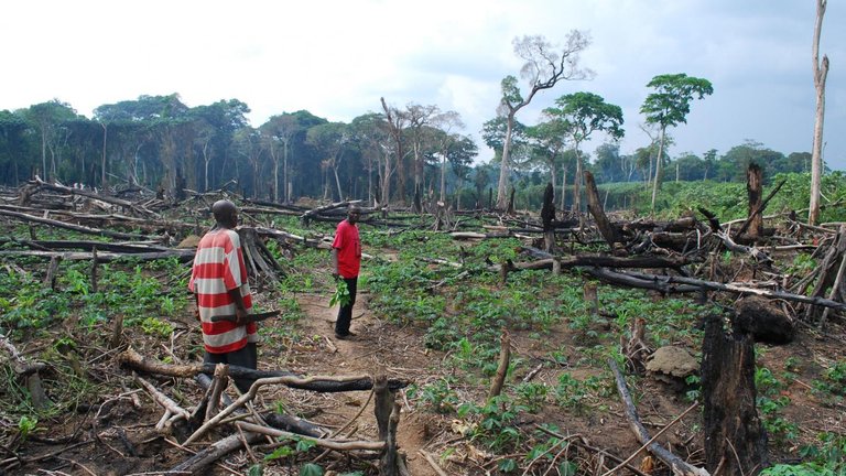 Razed rainforest in Cameroon with a couple of people surveying the surroundings